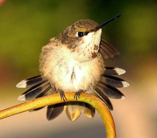 Male Ruby-Throat hummingbird