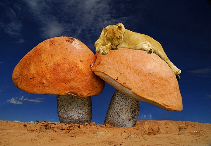 Mushroom lion
