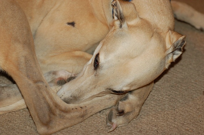 Greyhounds can curl up really small!