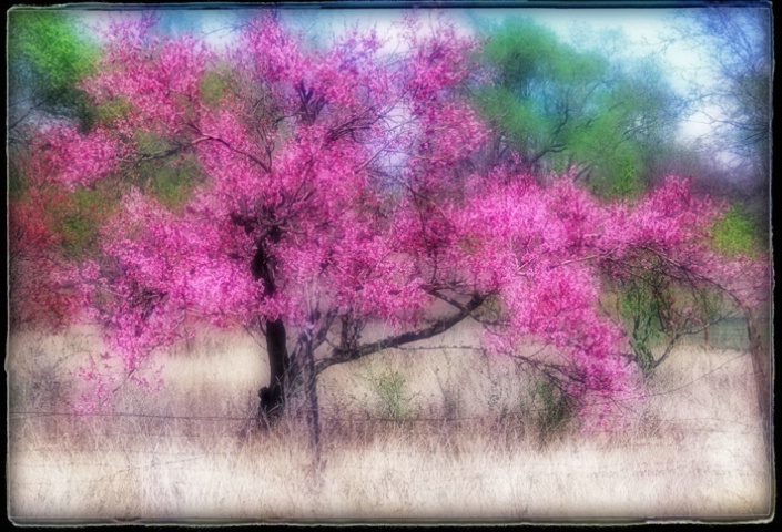 Of Trees and Fences - ID: 2628985 © Sherry Karr Adkins