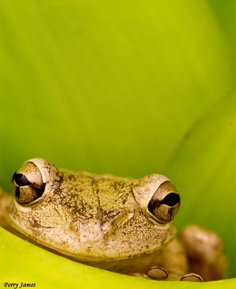 Frog Eyes