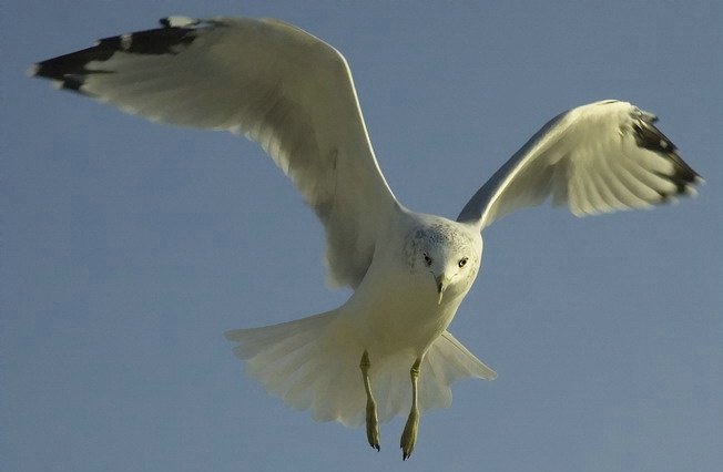 SEAGULL FLIGHT