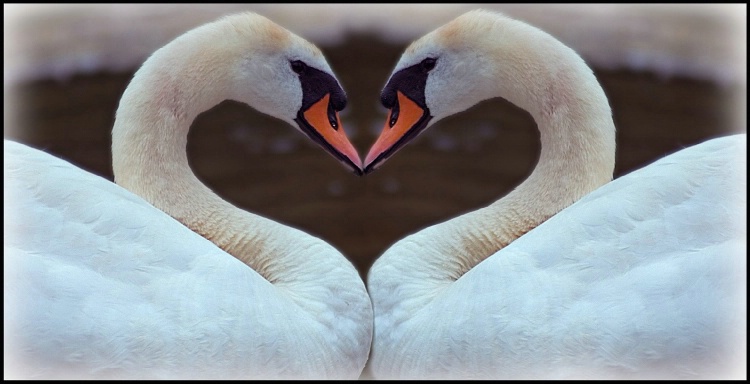 SWAN LOVE