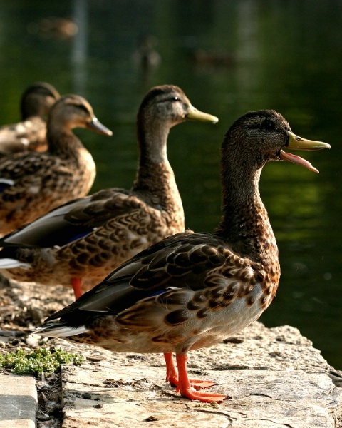 Are Your Ducks In A Row?