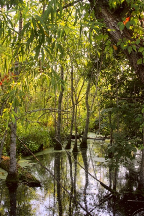 Low Country Backwater