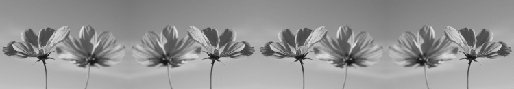 Flower Reflection