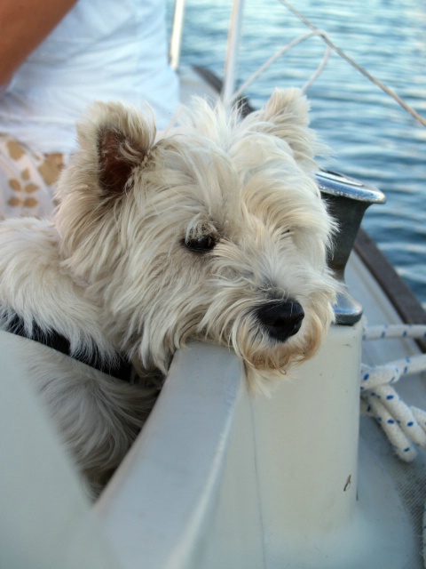 Ship dog