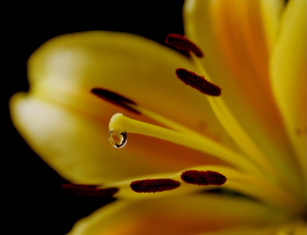 Refracted Lily