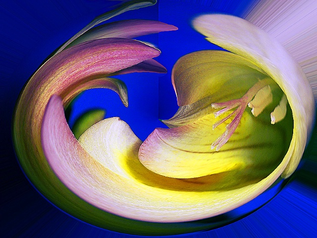 Freesia abstract