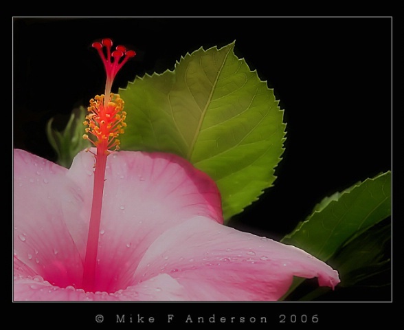Hibiscus in Natural Light