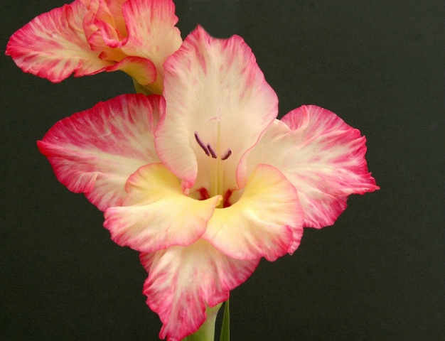 Pink Gladiola