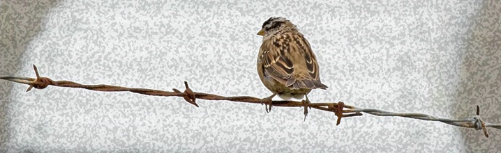 Bird on Barb