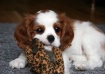 Kennel School, fi...