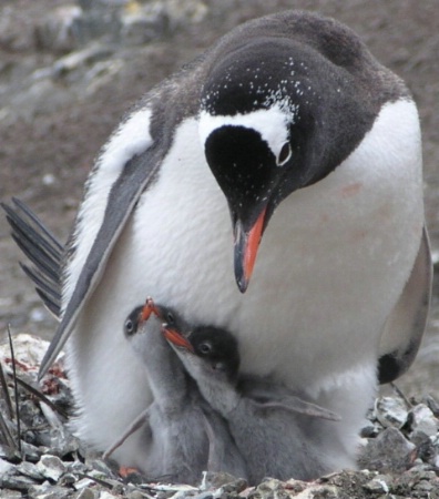Gentoo Penguin Protecting His/Her Chicks
