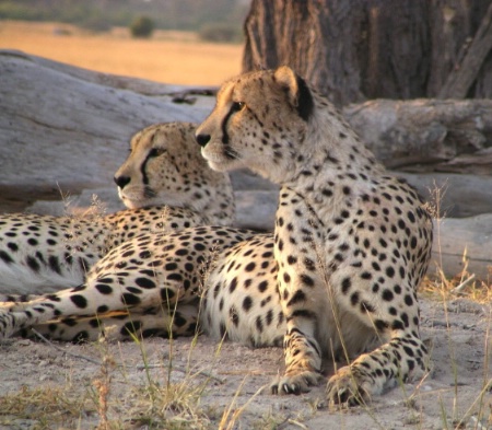 Cheeta Brothers Getting Ready for the Night Hunt