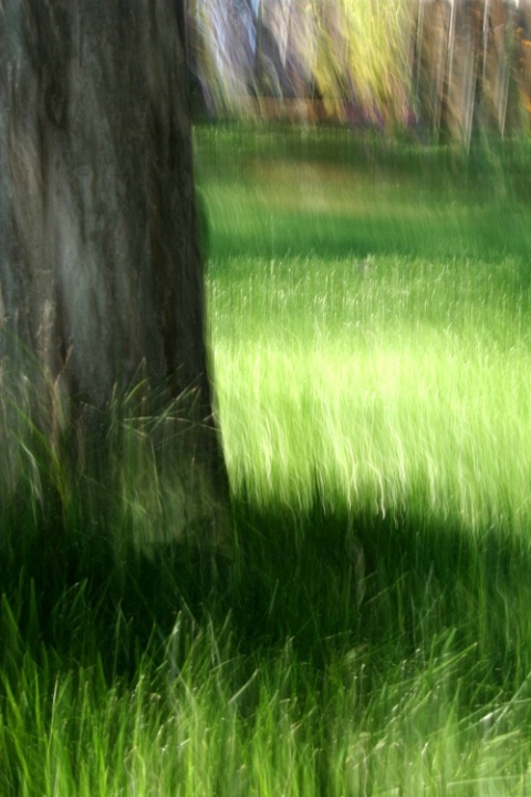 ~OH...A TREE IN MOTION~