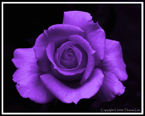 Purple Rose