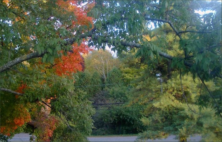 autumn colours make appearance
