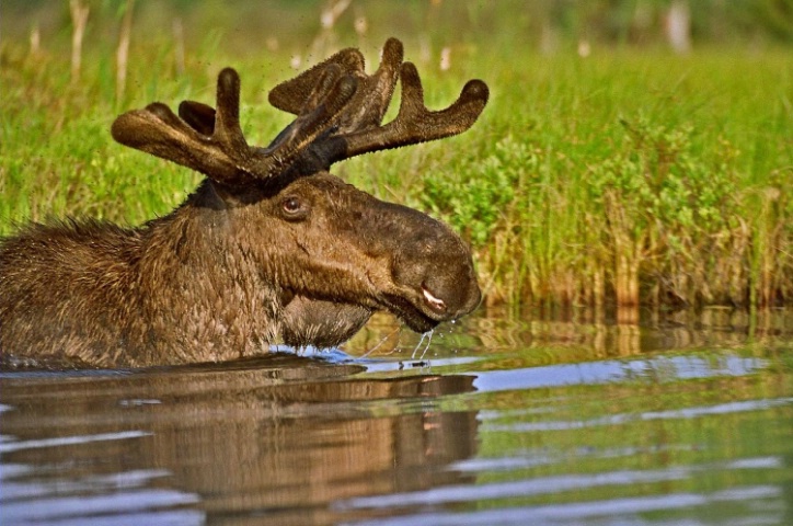 Bull Moose. Hailstorm Creek Algonquin Park