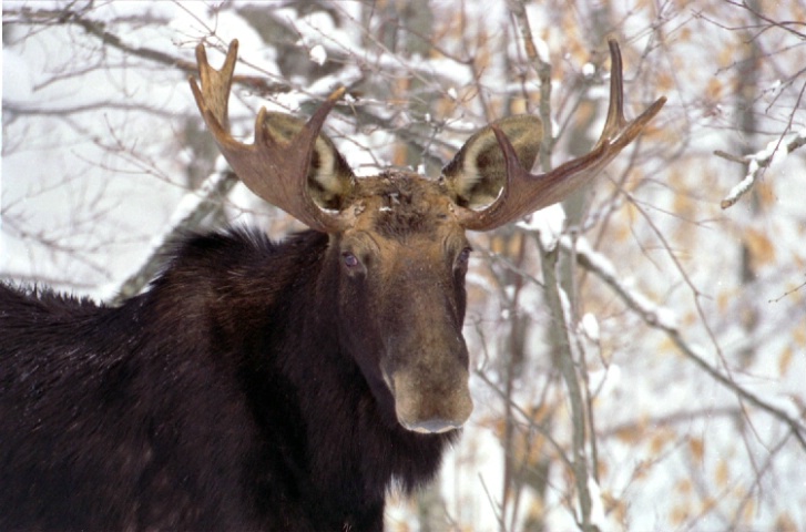 Bull Moose In The Winter. ALgonquin Park