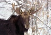 Bull Moose In The...