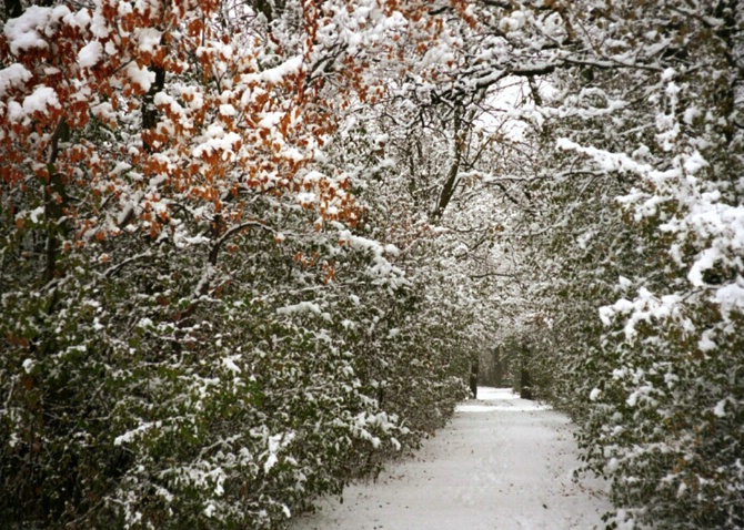 winter path - ID: 2643741 © Heather Robertson