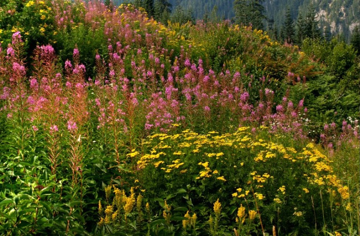 Mountain Wild Flowers