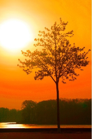 sun and tree