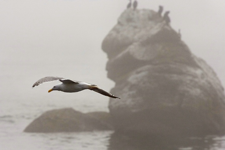 Western Gull Flying in Fog - ID: 2646155 © John Tubbs