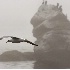 2Western Gull Flying in Fog - ID: 2646155 © John Tubbs