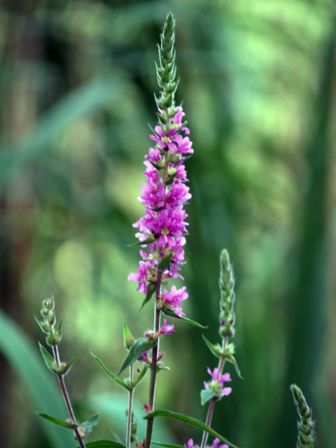 Flower by Allerød Lake, Denmark