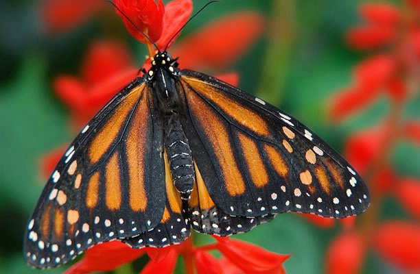 Butterfly II - ID: 2646617 © Jack Kramer