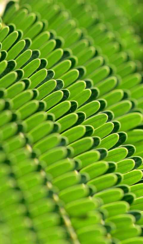 Leafy Patterns