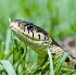 © James W. Betts PhotoID # 2648385: Sneaky