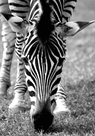 young zebra