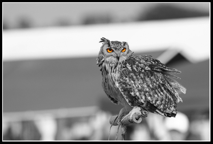 SC Owl