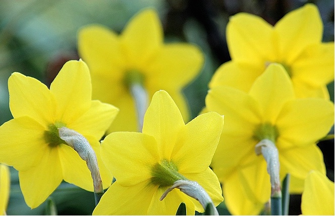 Golden Daffodils.
