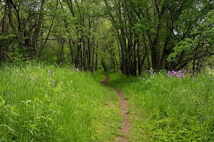 A Summer Walk