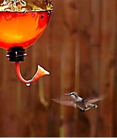 Hummingbird his eye on the food