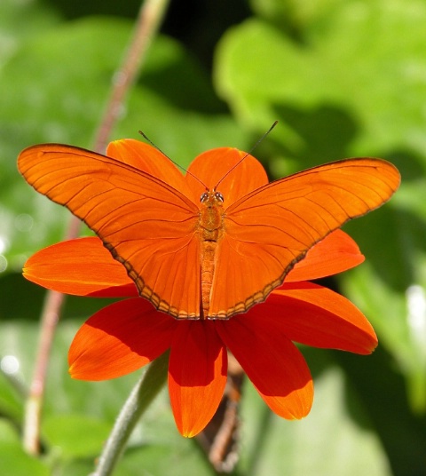 Orange Longwing on Mexican Sunflower