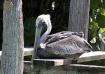 Lazy Pelican