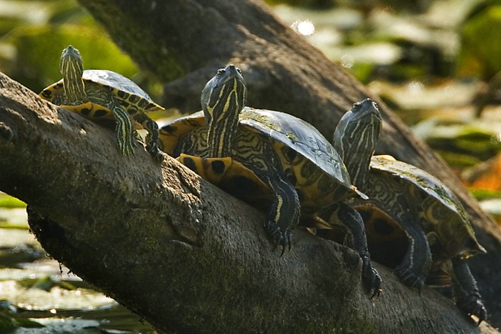 Turtles - Small, Medium and Large - ID: 2656168 © John Tubbs