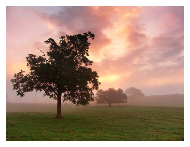 - Morning Shades -