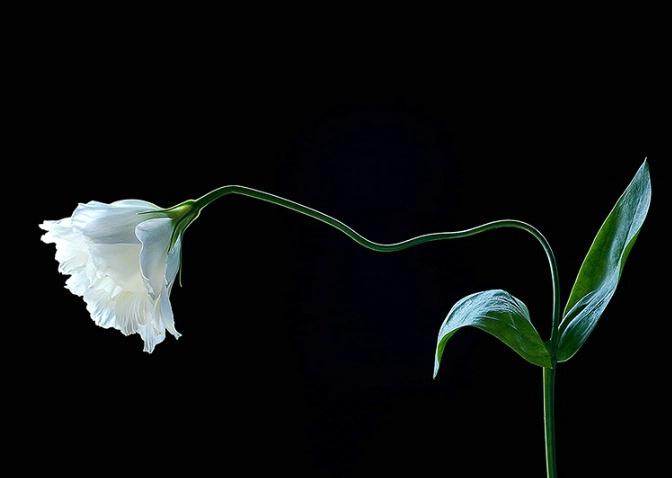 anemone,  white, flower, macro