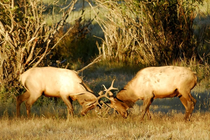 Bull Elk Sparring