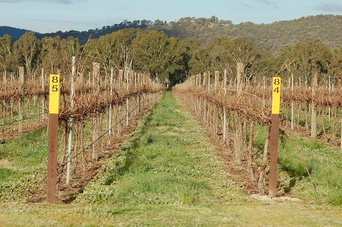 Vineyard preparing for the growing season