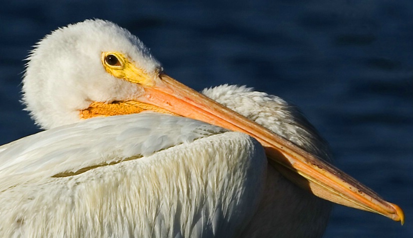 American White Pelican - ID: 2659831 © John Tubbs