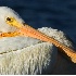 2American White Pelican - ID: 2659831 © John Tubbs