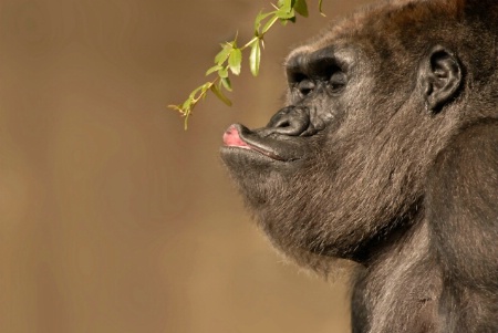 Kissing Gorilla