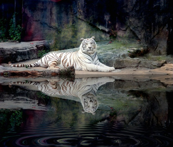 The White Tiger 1